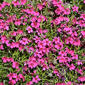 Plant Photo 5