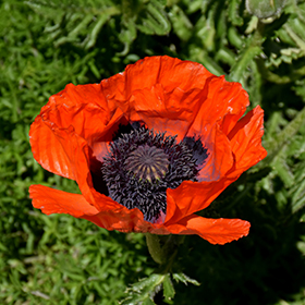 Plant Photo 10