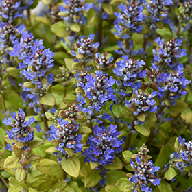 Plant Photo 6