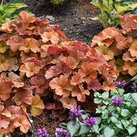 Plant Photo 6