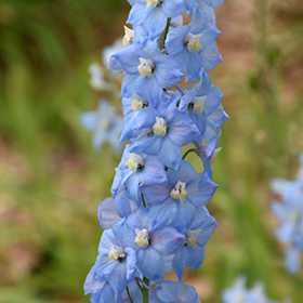 Plant Photo 9