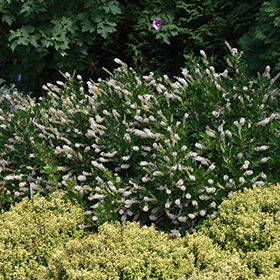 Plant Photo 7