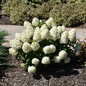 Plant Photo 1