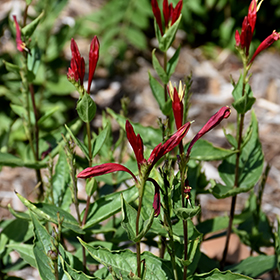 Plant Photo 2