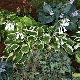 Plant Photo 9
