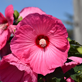 Plant Photo 6