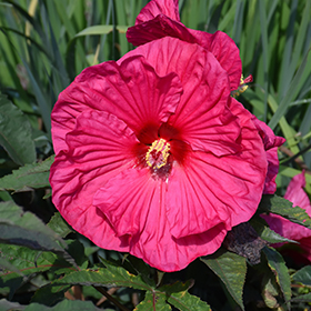 Plant Photo 6