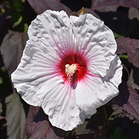 Plant Photo 8