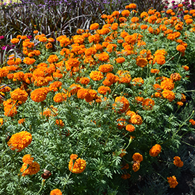 Plant Photo 6