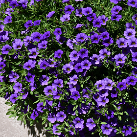 Plant Photo 5