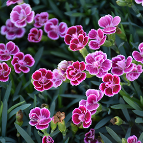 Plant Photo 10