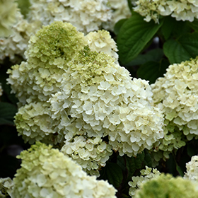 Plant Photo 9
