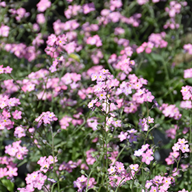 Plant Photo 3