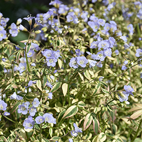 Plant Photo 5