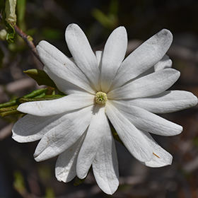 Plant Photo 8