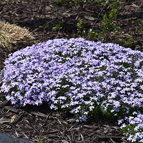 Plant Photo 9