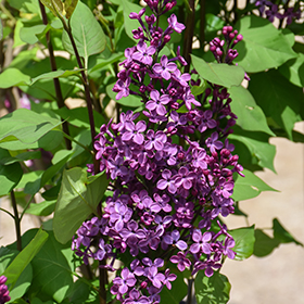 Plant Photo 5