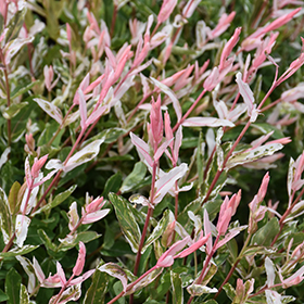 Plant Photo 10