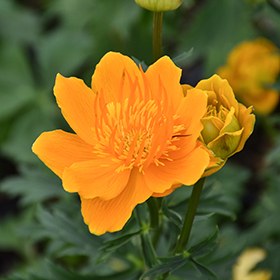 Plant Photo 6