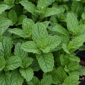 Plant Photo 1