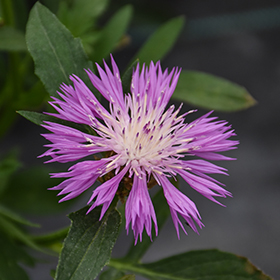 Plant Photo 4