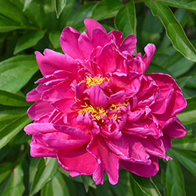 Plant Photo 2