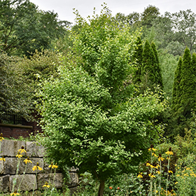 Plant Photo 4