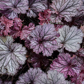 Plant Photo 7