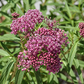 Plant Photo 4