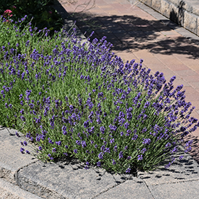 Plant Photo 1
