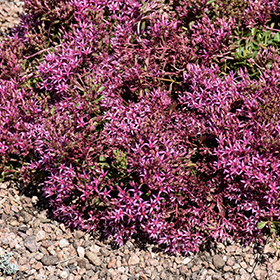 Plant Photo 3