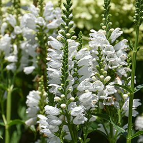 Plant Photo 2