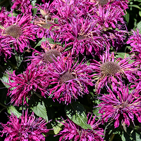 Plant Photo 5
