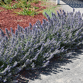 Plant Photo 3