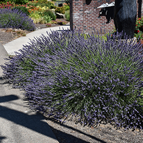 Plant Photo 5