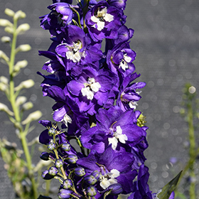 Plant Photo 8
