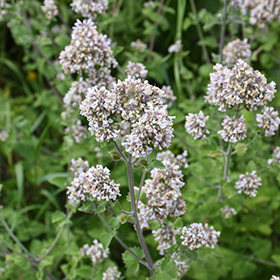 Plant Photo 8