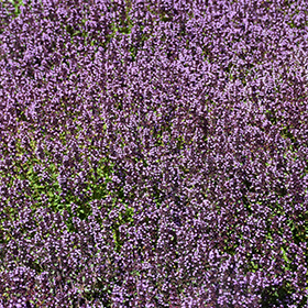 Plant Photo 8
