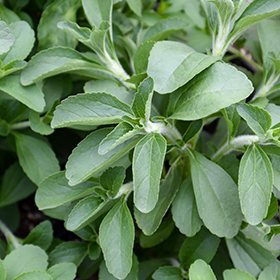 Plant Photo 8