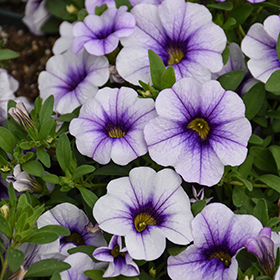 Plant Photo 8