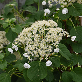 Plant Photo 6