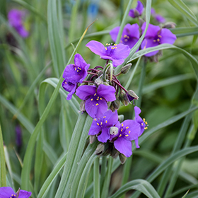 Plant Photo 3