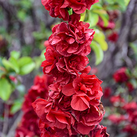 Plant Photo 9