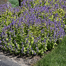 Plant Photo 7