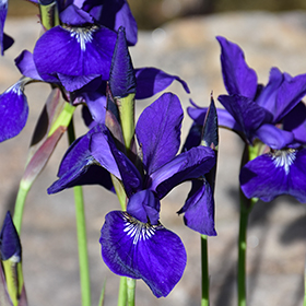 Plant Photo 1