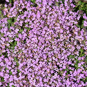Plant Photo 6