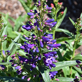 Plant Photo 5