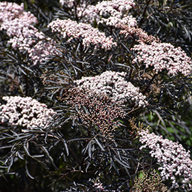 Plant Photo 2