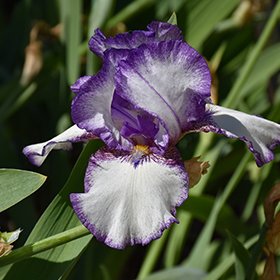 Plant Photo 8
