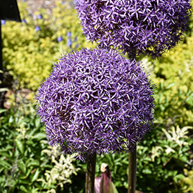 Plant Photo 2